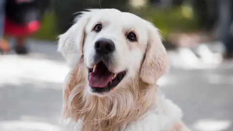 Golden retriever portrait