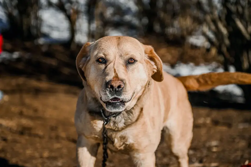 Golden retriever portrait