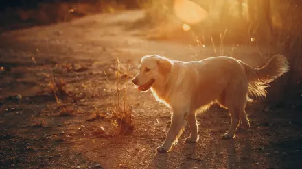 Golden retriever portrait