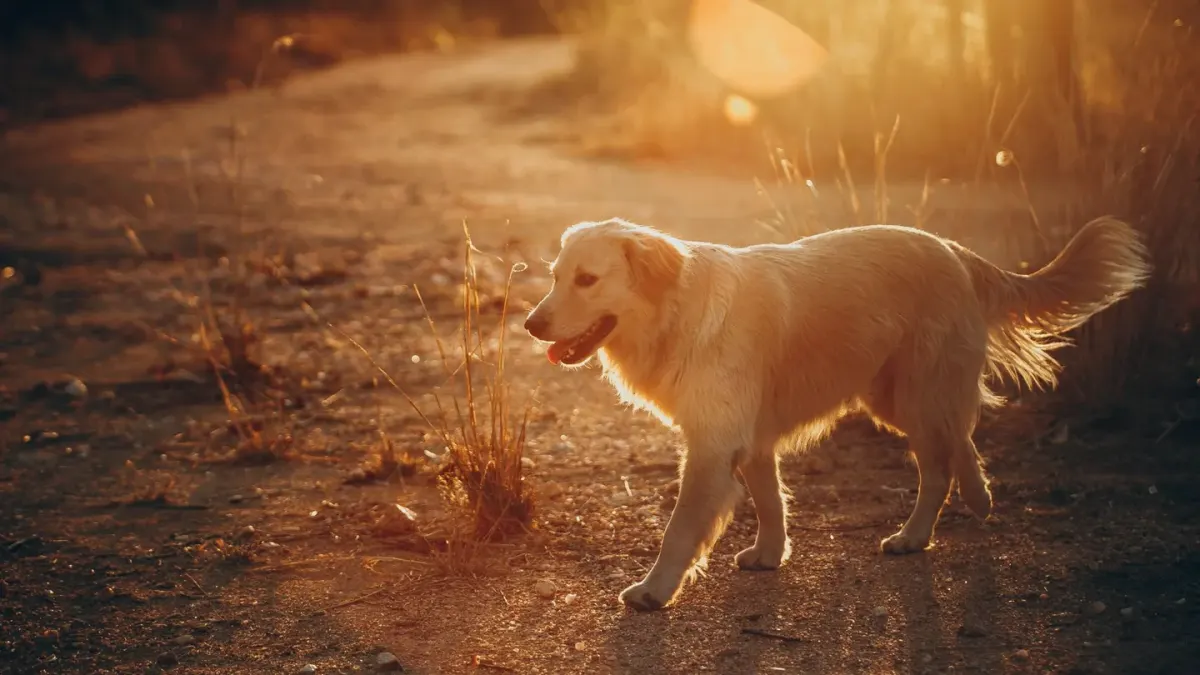 Golden retriever portrait