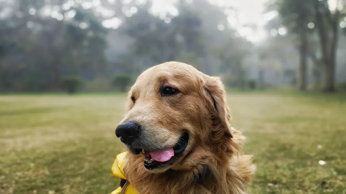 Golden retriever portrait