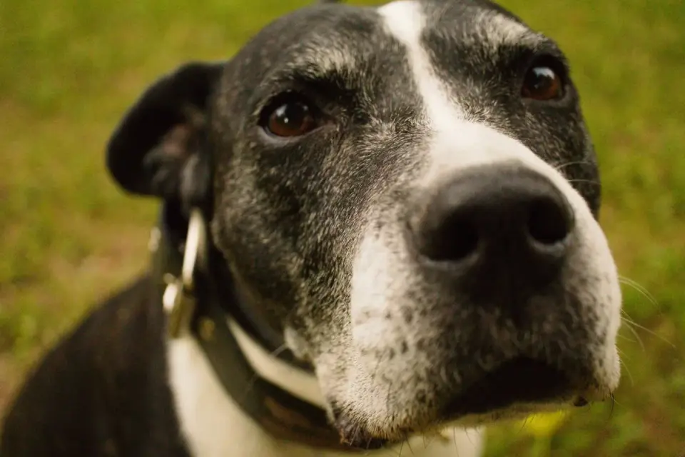 Grey muzzle senior dog portrait