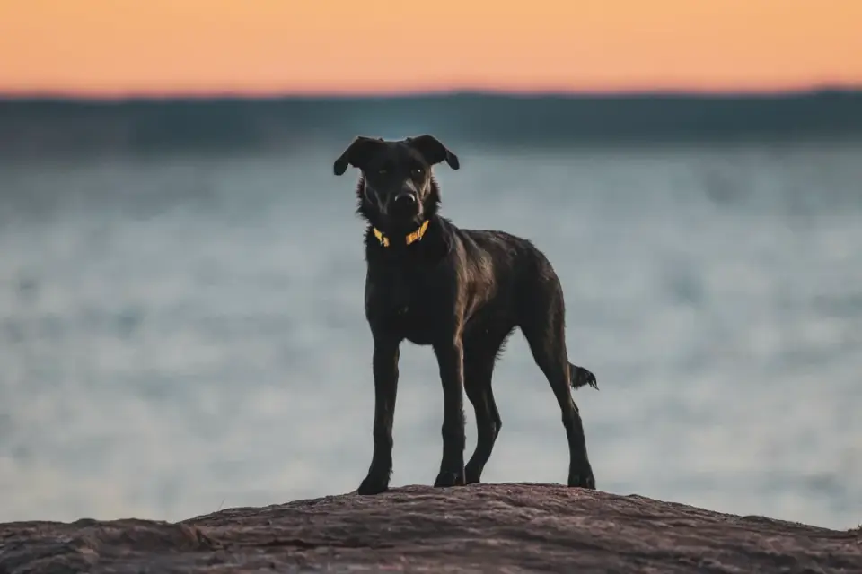Labrador retriever outdoors