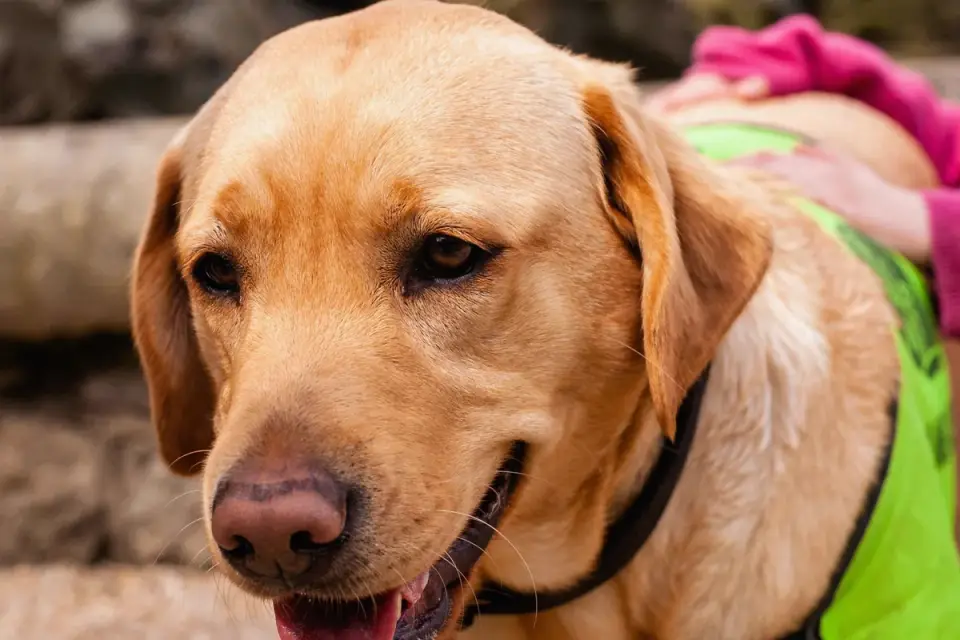 Labrador retriever outdoors