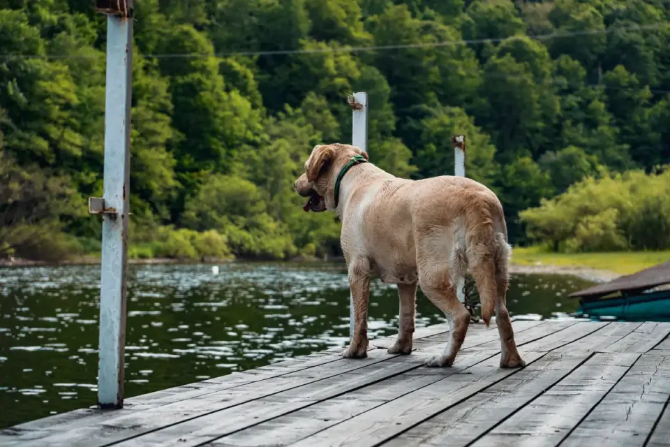 Labrador retriever outdoors