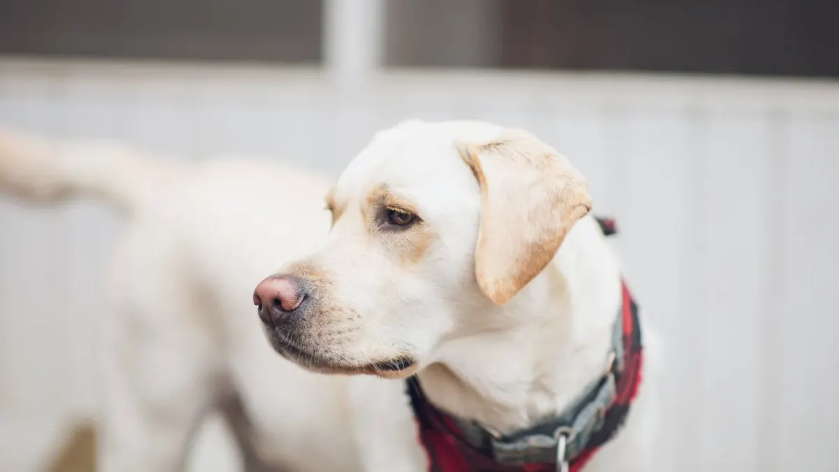 Labrador retriever outdoors