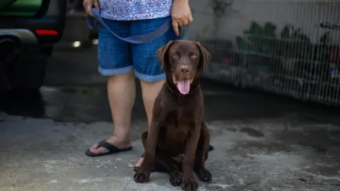 Labrador retriever outdoors