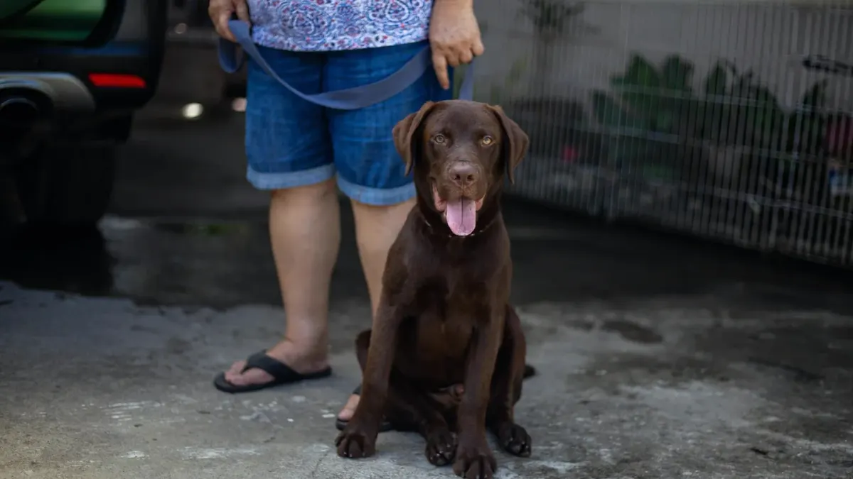 Labrador retriever outdoors