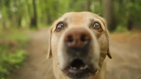 Labrador retriever outdoors