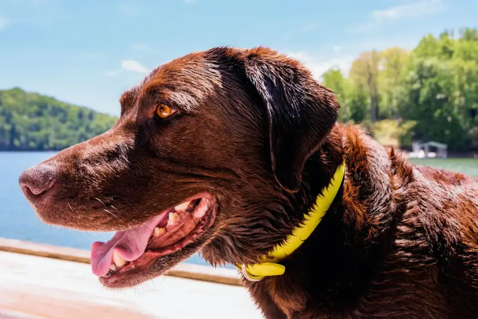 Labrador retriever outdoors