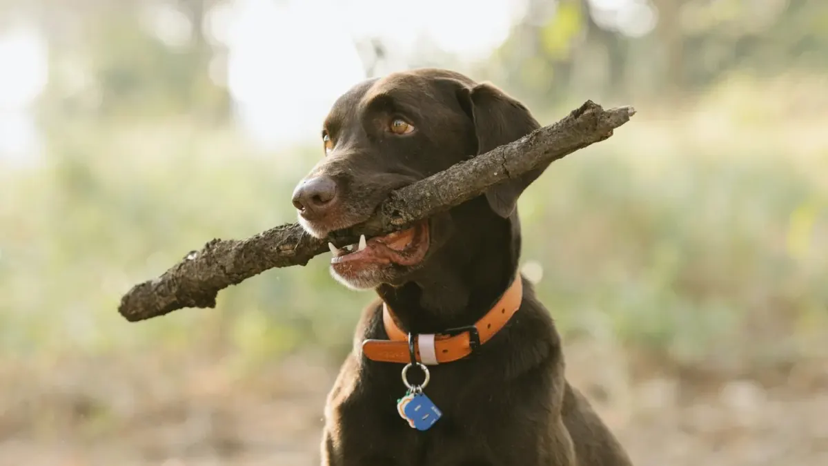 Labrador retriever outdoors
