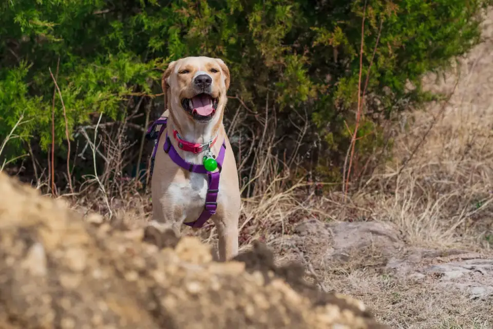 Labrador retriever outdoors