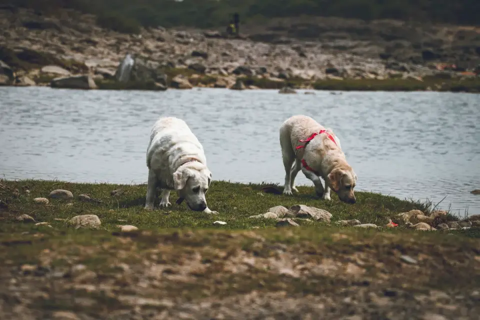 Labrador retriever outdoors