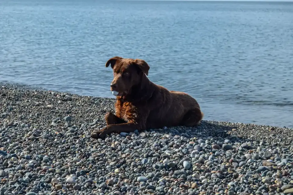 Labrador retriever outdoors
