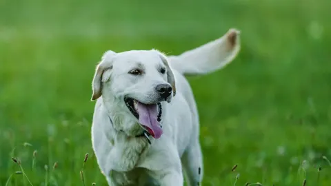 Labrador retriever outdoors