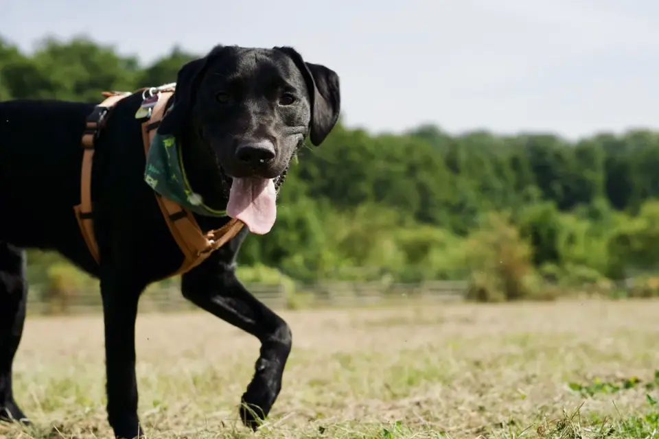 Labrador retriever outdoors