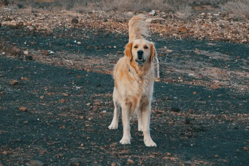 Labrador retriever outdoors