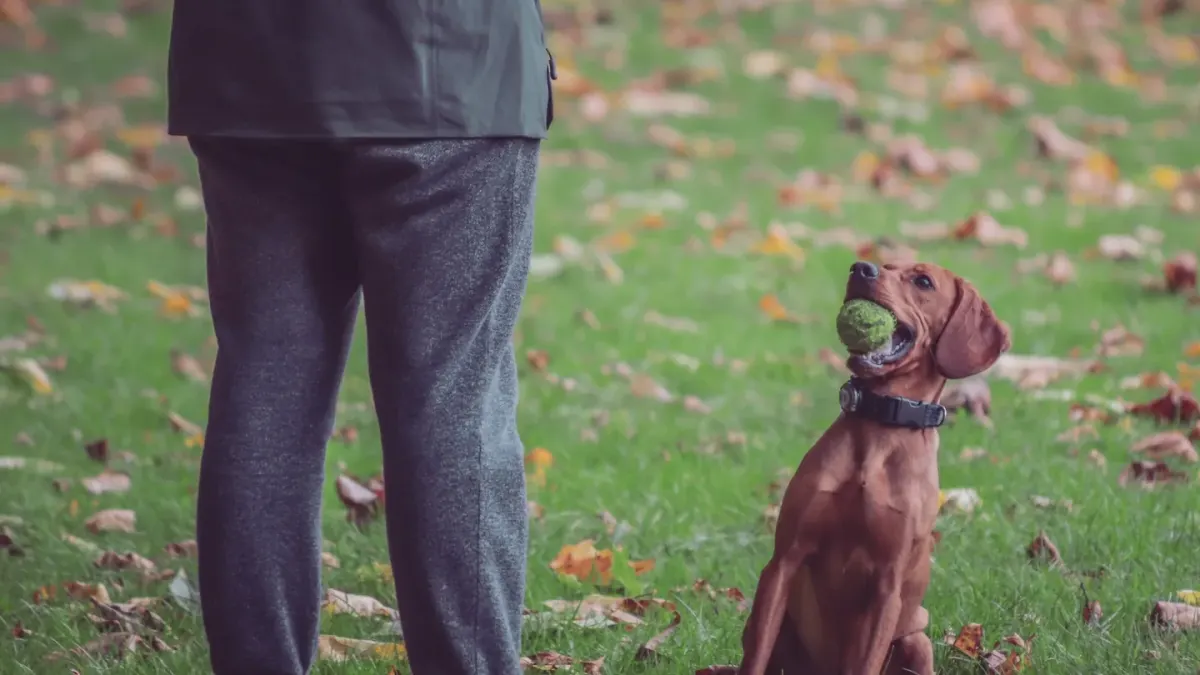 Older dog owner park