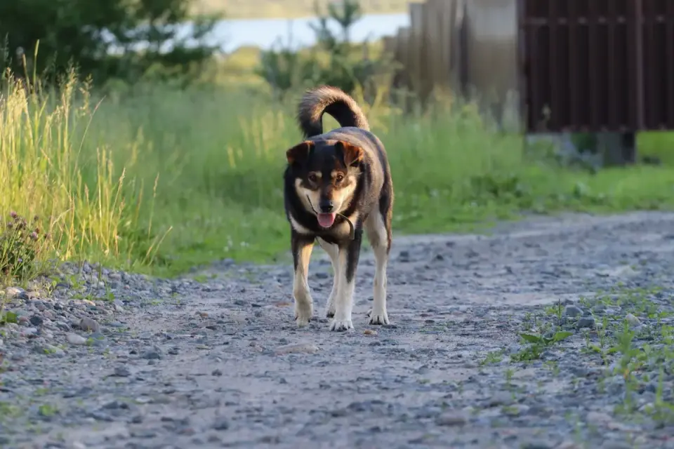 Older dog walking carefully across a gravel path