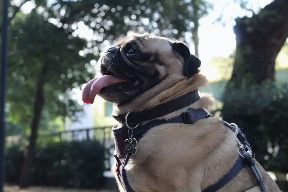 Older dog with an owner in a park