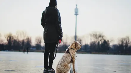 Older dog with an owner in a park