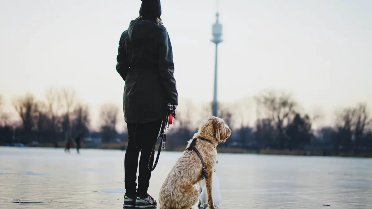 Older dog with an owner in a park