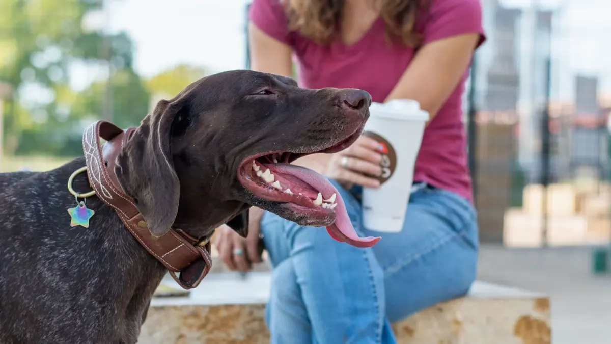Older dog with an owner in a park