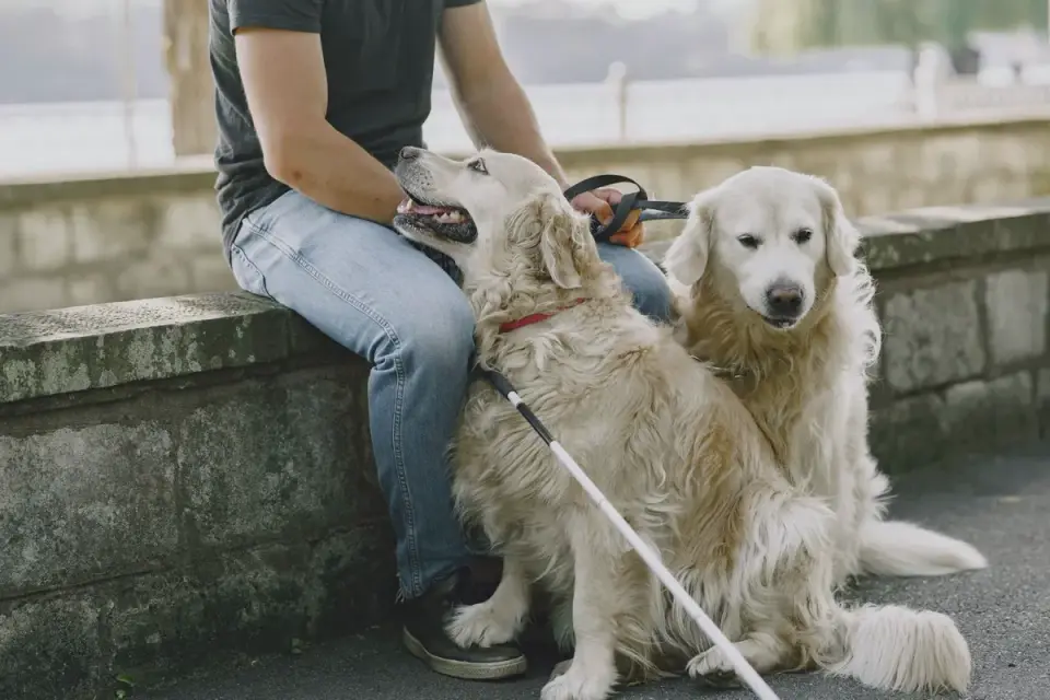 Owner calmly separating two leashed dogs during a park visit