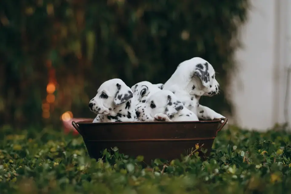Owner carrying a small puppy outside toward the yard