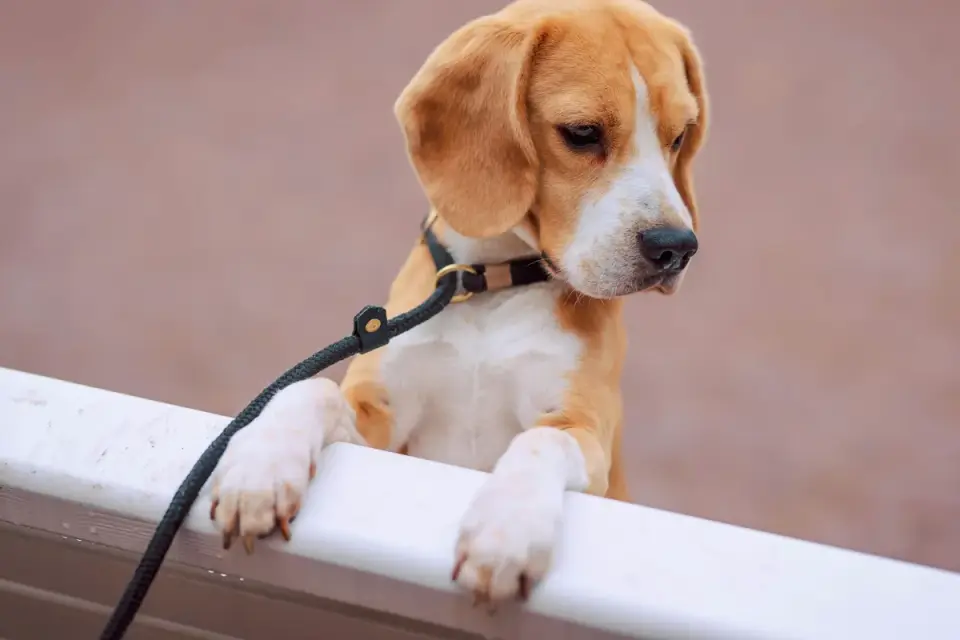 Owner clipping a leash onto a dog&#x27;s collar during a morning walk