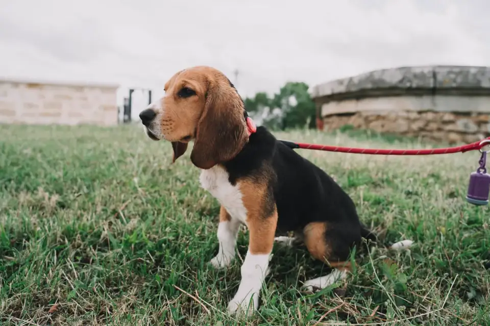 Owner crouching down to praise a puppy outdoors