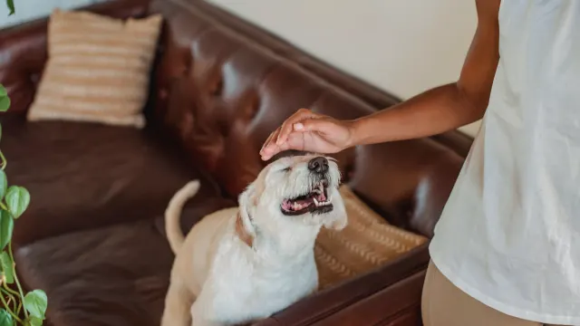 Owner gently lifting a dog's lip to look at its teeth and gums