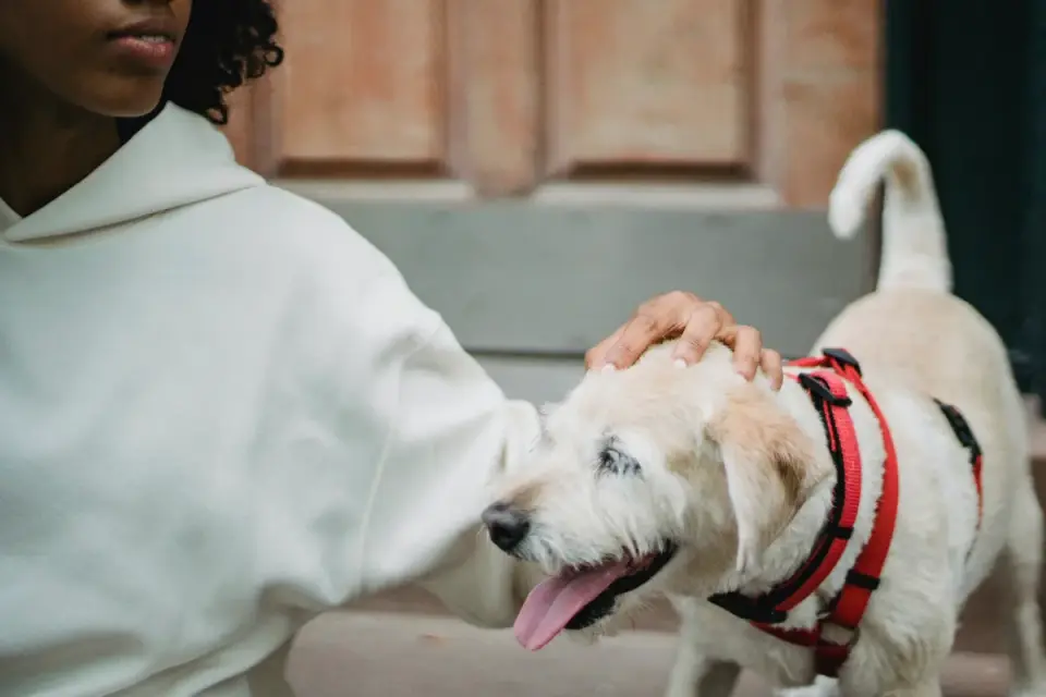 Owner giving a senior dog a pill wrapped in a treat at home