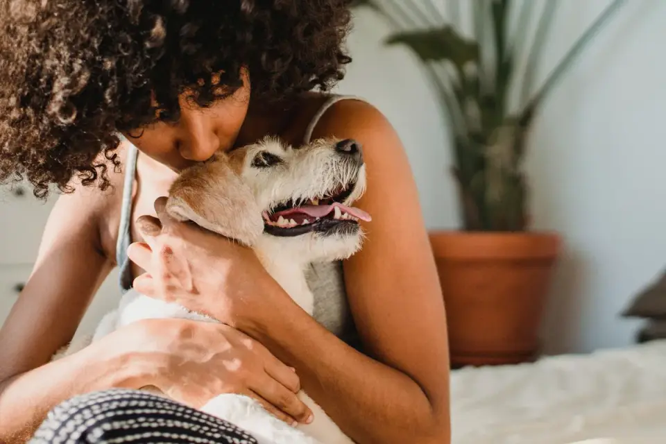 Owner handing a soft chew supplement to a senior dog in a kitchen