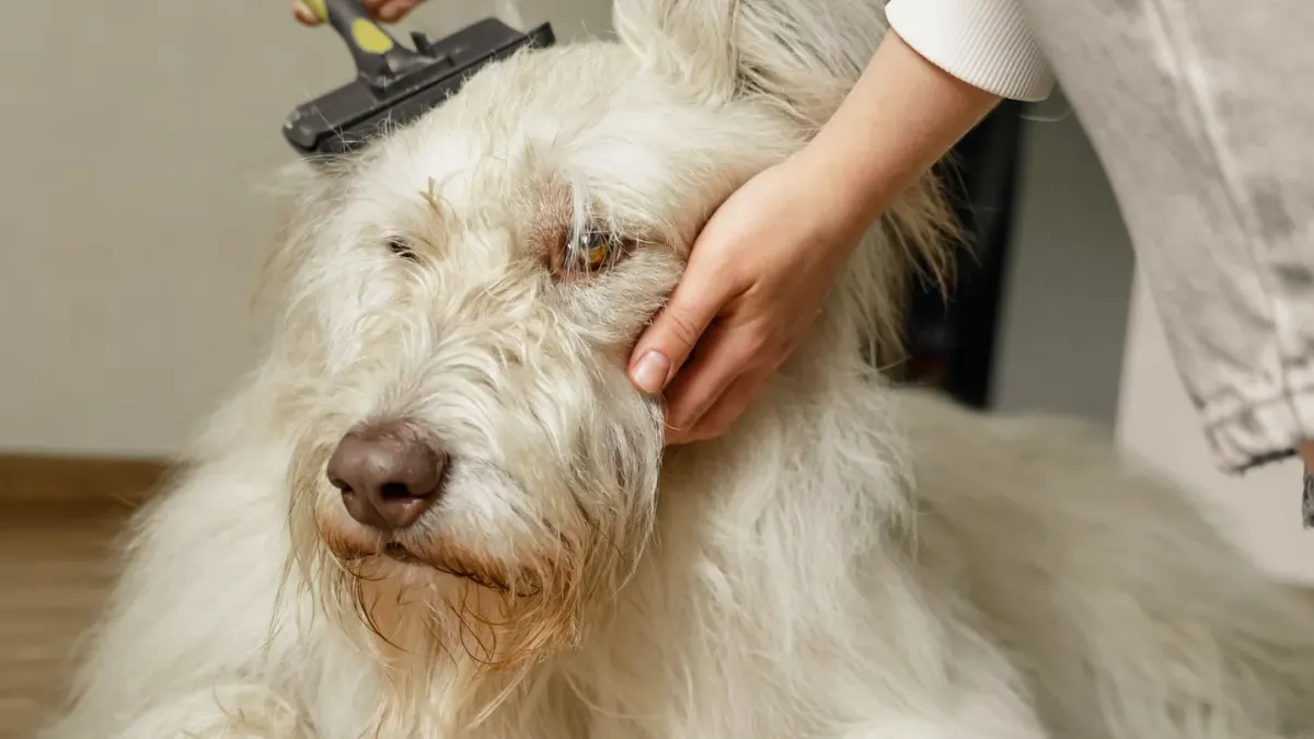 Owner helping a senior dog