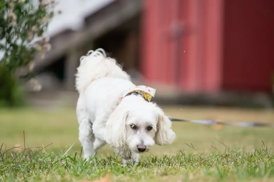 Owner helping a senior dog
