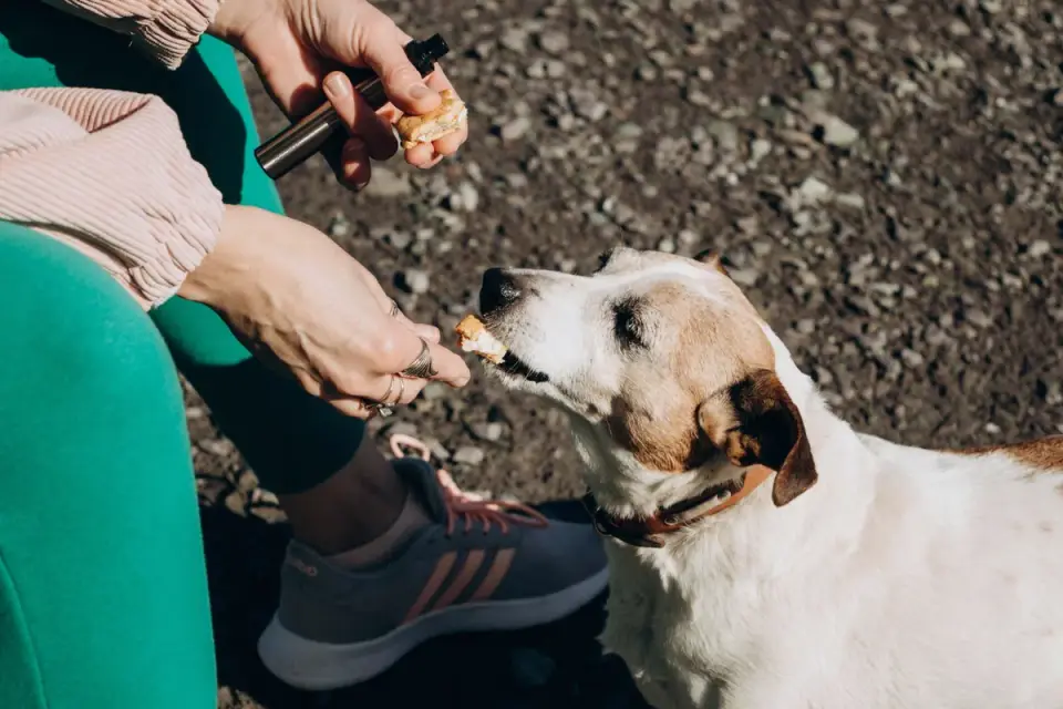 Owner helping a senior dog