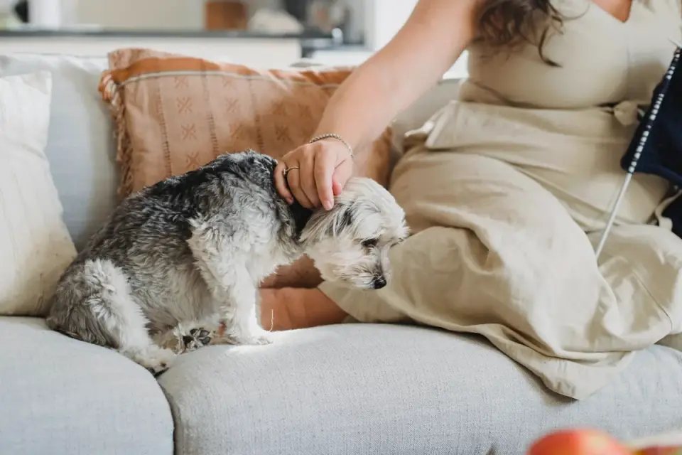 Owner helping a senior dog