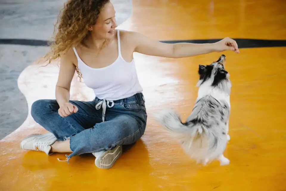 Owner kneeling on the floor guiding a dog through a training cue with a treat