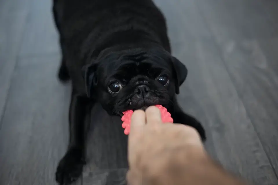 Owner offering a chew toy to redirect a mouthy dog during play