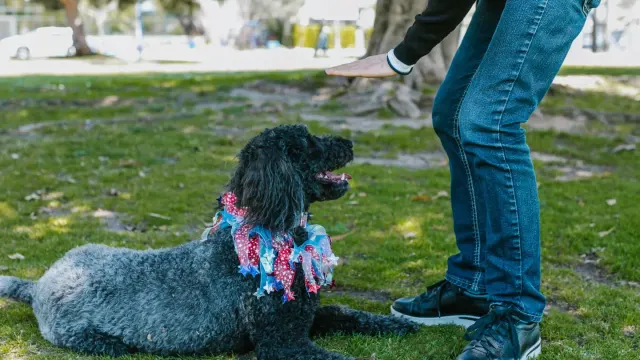 Owner using a handheld clicker while training a dog to sit in a backyard
