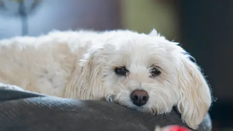 Poodle portrait