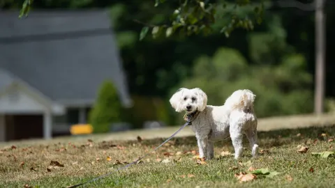 Poodle portrait