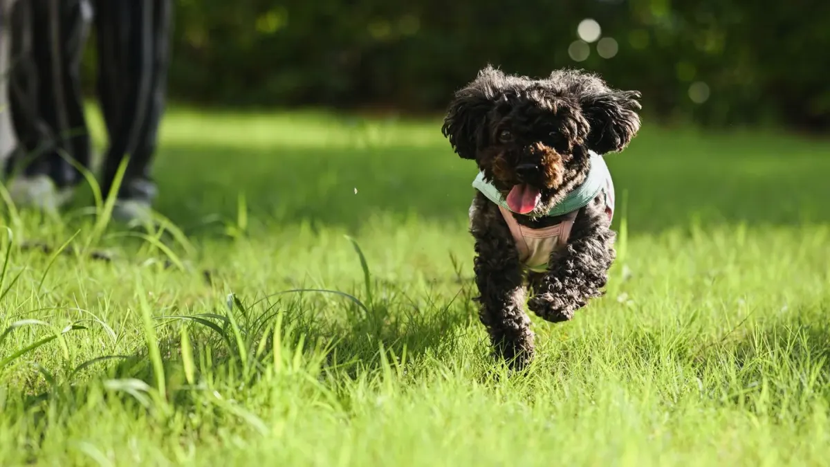 Poodle portrait