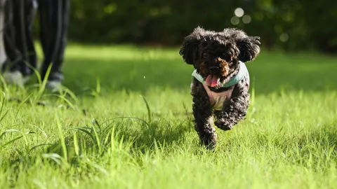 Poodle portrait