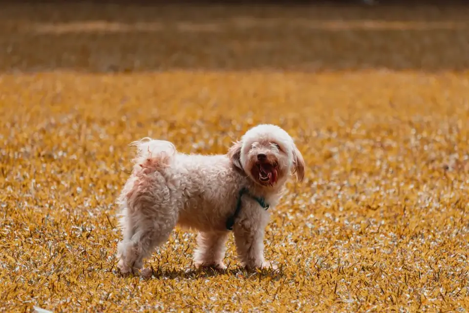 Poodle portrait