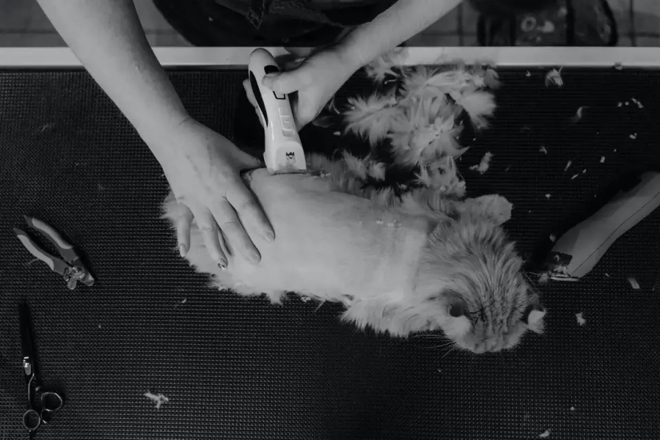 Professional groomer trimming a poodle's coat with clippers on a grooming table