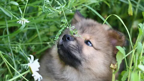 Puppy eating from a bowl