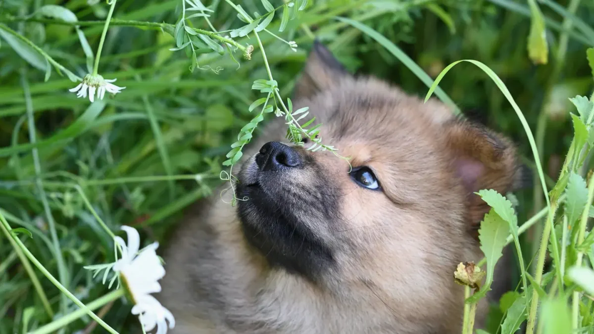 Puppy eating from a bowl