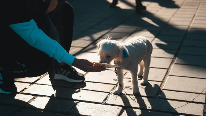 Puppy eating from a bowl
